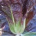 孔雀菜种子大罗马生菜养生菜沙拉菜四季阳台盆栽耐热蔬菜种