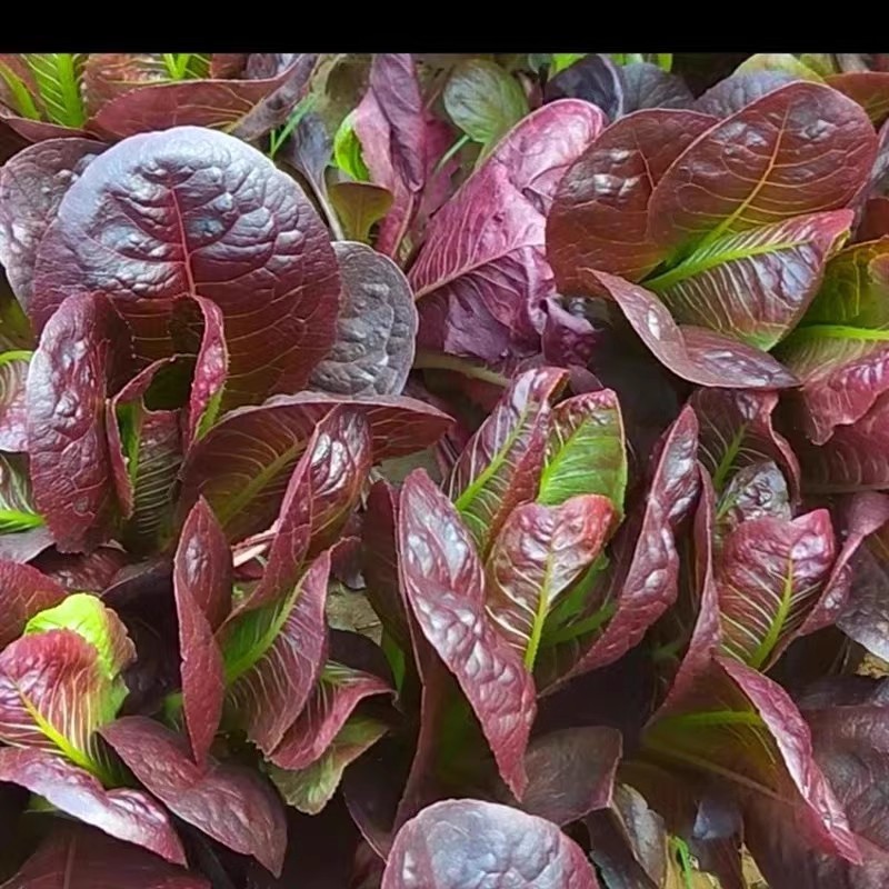 孔雀菜种子大罗马生菜养生菜沙拉菜四季阳台盆栽耐热蔬菜种