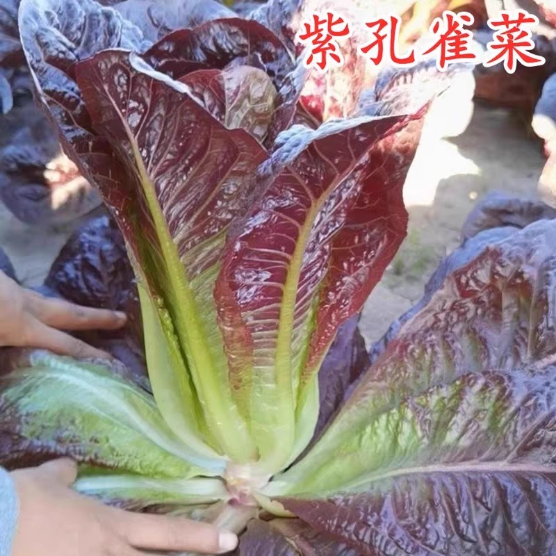 孔雀菜种子大罗马生菜养生菜沙拉菜四季阳台盆栽耐热蔬菜种