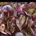 奶油紫孔雀菜种子，大罗马生菜种子，沙拉菜口感脆，耐热耐寒