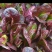 孔雀菜种子大罗马生菜养生菜沙拉菜四季阳台盆栽耐热蔬菜种