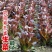 孔雀菜种子大罗马生菜养生菜沙拉菜四季阳台盆栽耐热蔬菜种