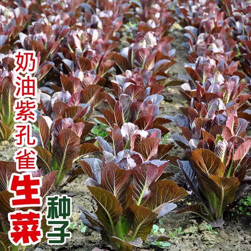 孔雀菜种子大罗马生菜养生菜沙拉菜四季阳台盆栽耐热蔬菜种