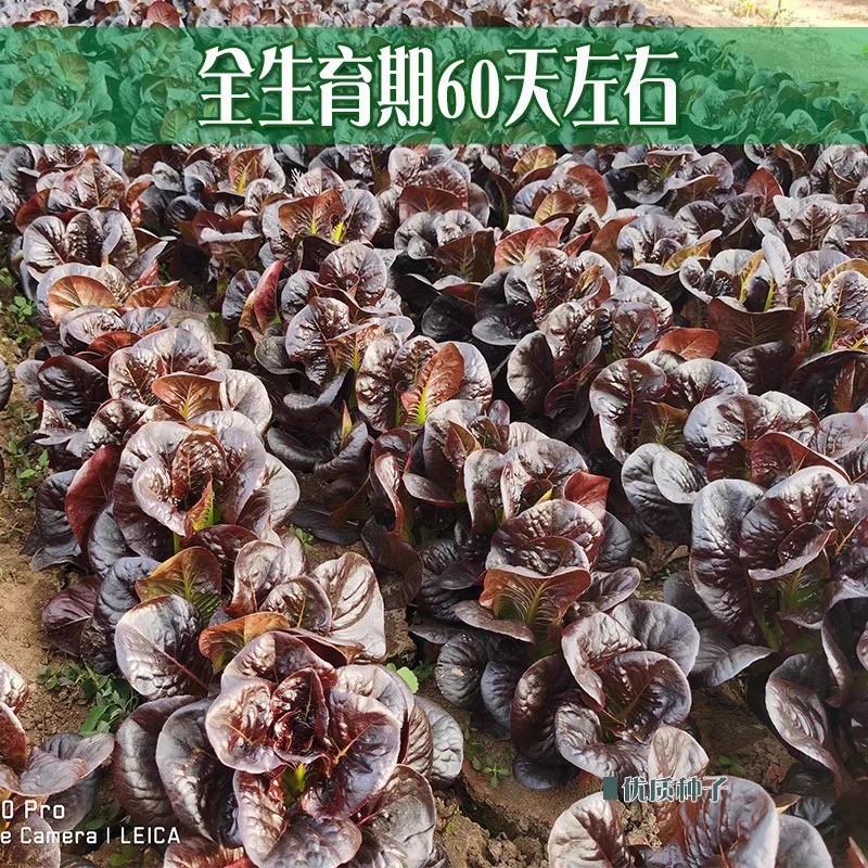 孔雀菜种子大罗马生菜养生菜沙拉菜四季阳台盆栽耐热蔬菜种