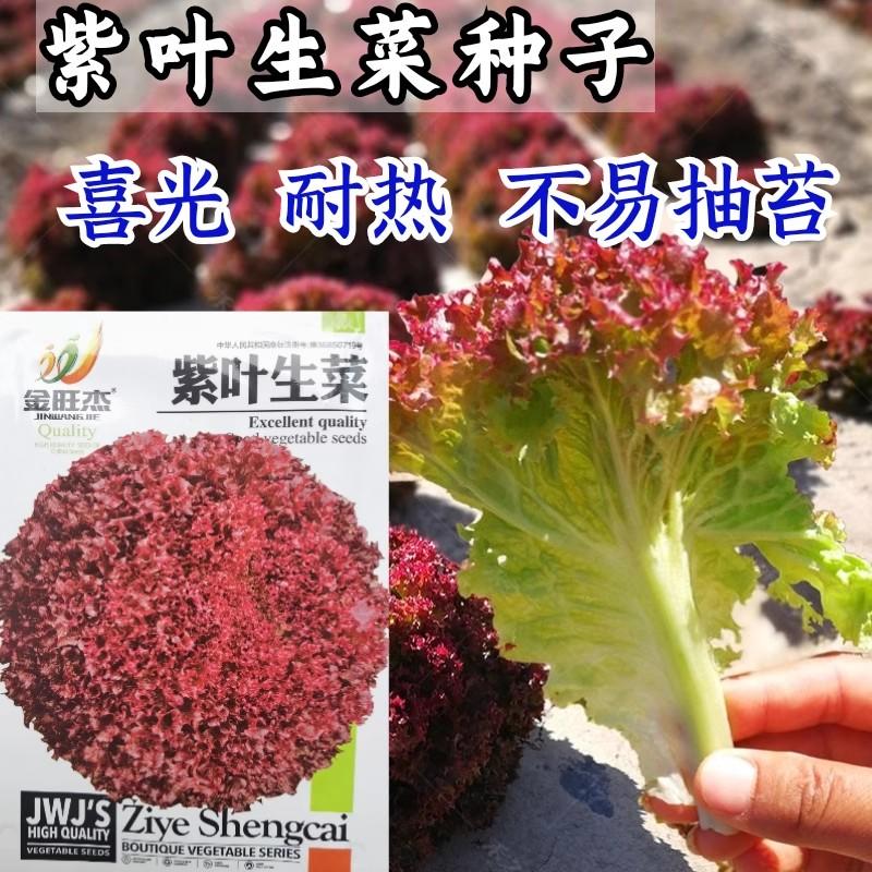 紫叶生菜种子，罗莎红叶生菜种子，沙拉，喜光，耐热，不抽苔