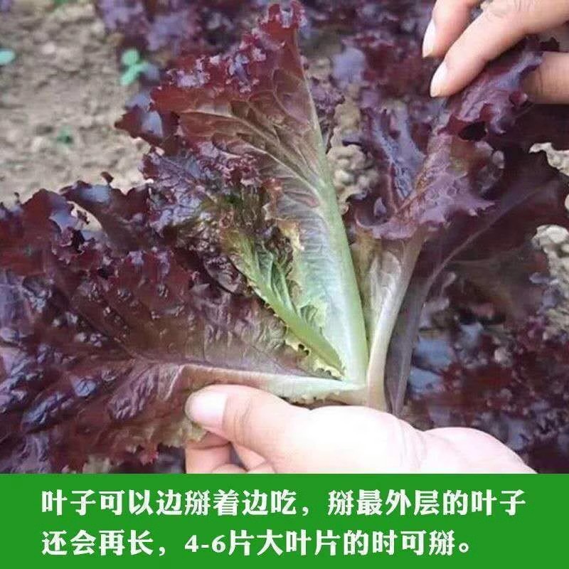 紫叶生菜种子，罗莎红叶生菜种子，沙拉，喜光，耐热，不抽苔