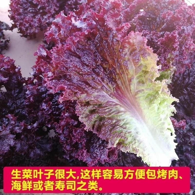 紫叶生菜种子，罗莎红叶生菜种子，沙拉，喜光，耐热，不抽苔