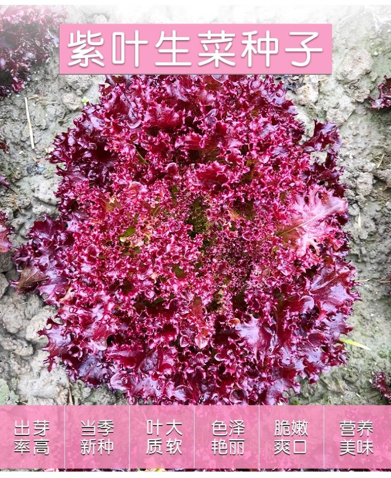 紫叶生菜种子，罗莎红叶生菜种子，沙拉，喜光，耐热，不抽苔