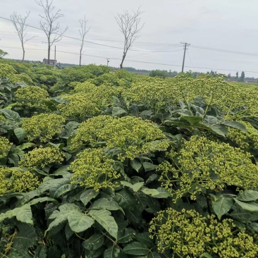 正品中花吴茱萸苗江西品种吴茱萸苗提供栽培技术联产联销