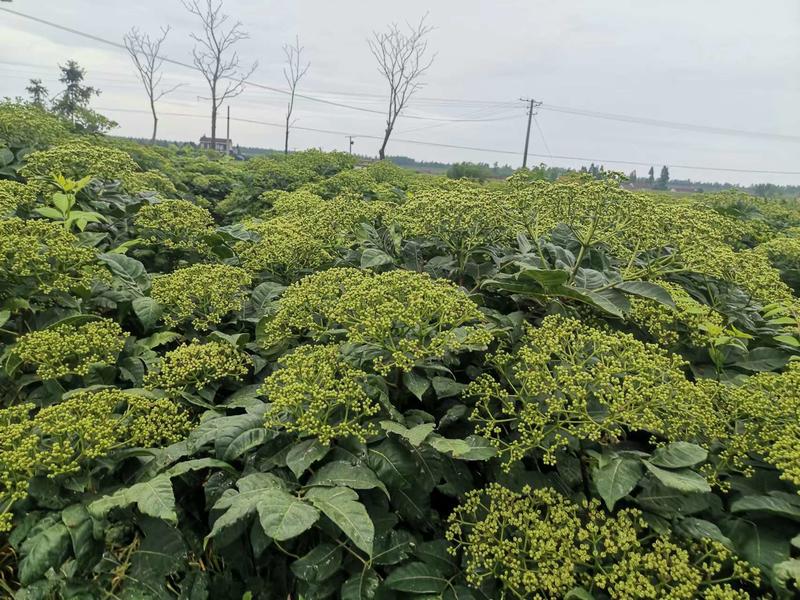 正品中花吴茱萸苗江西品种吴茱萸苗提供栽培技术联产联销