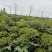 正品中花吴茱萸苗江西品种吴茱萸苗提供栽培技术联产联销