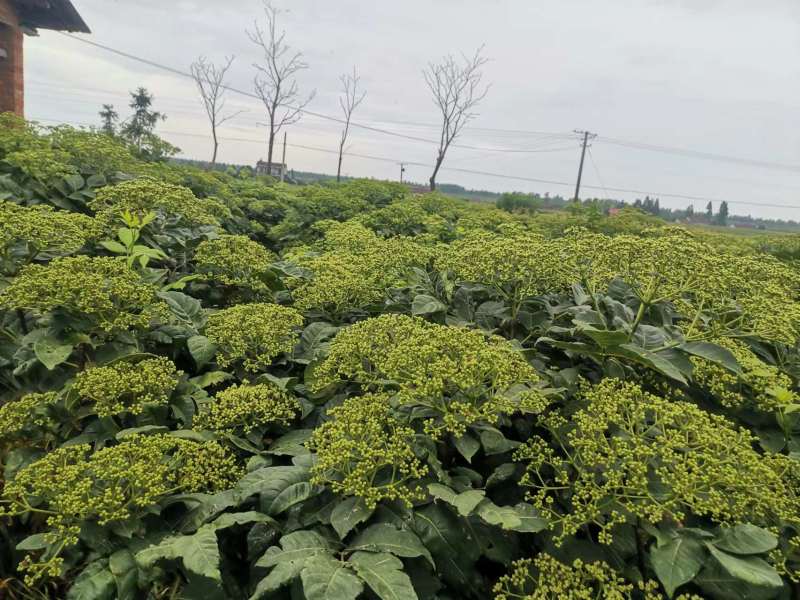 正品中花吴茱萸苗江西品种吴茱萸苗提供栽培技术联产联销