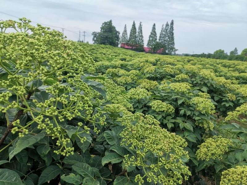 正品中花吴茱萸苗江西品种吴茱萸苗提供栽培技术联产联销