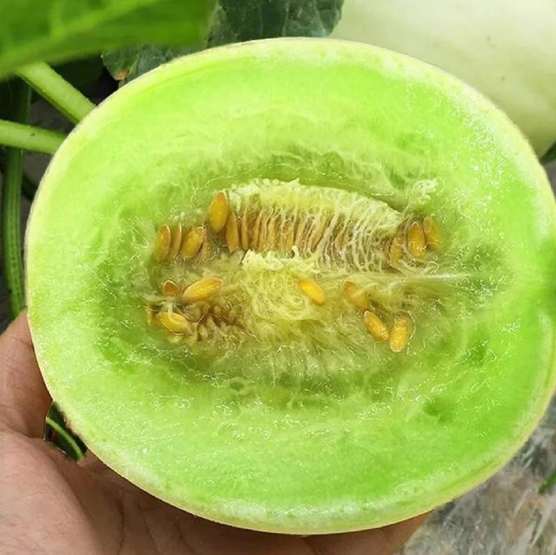 圆果玉姑甜瓜种子，台湾玉菇甜瓜种子，白皮绿肉，抗病，耐热