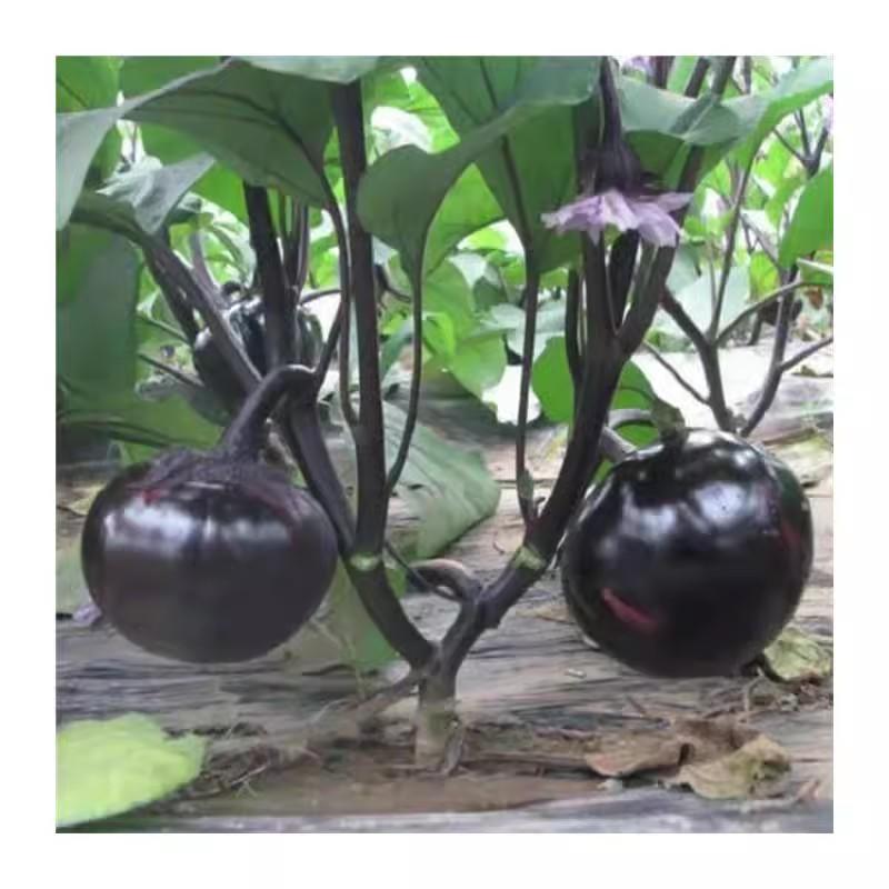 日本紫丰紫黑圆茄种子，黑亮大果茄子种子，果实极大光泽油亮