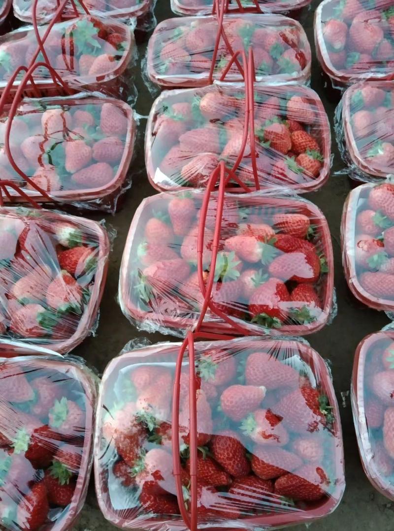 商丘红颜草莓品质保证产地直发可视频看货欢迎咨询