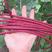 紫秋豇6号紫豇豆种子，红豇豆种子，无鼓籽，不易老化，荚长