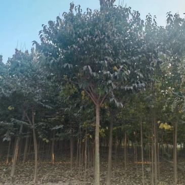 山东杜仲树苗基地直供现挖现发好养耐活规格齐全品质保证