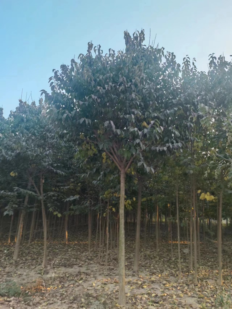 山东杜仲树苗基地直供现挖现发好养耐活规格齐全品质保证