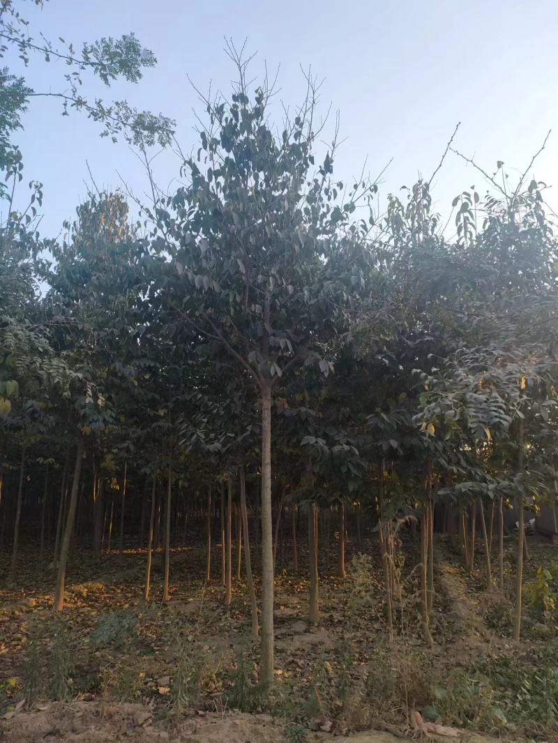 山东杜仲树苗基地直供现挖现发好养耐活规格齐全品质保证
