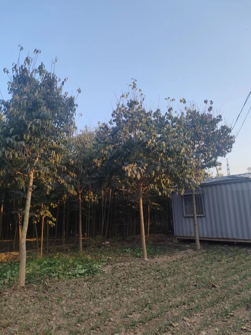 山东杜仲树苗基地直供现挖现发好养耐活规格齐全品质保证