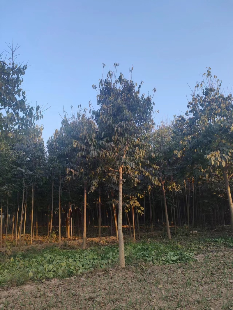 山东杜仲树苗基地直供现挖现发好养耐活规格齐全品质保证