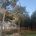 山东杜仲树苗基地直供现挖现发好养耐活规格齐全品质保证