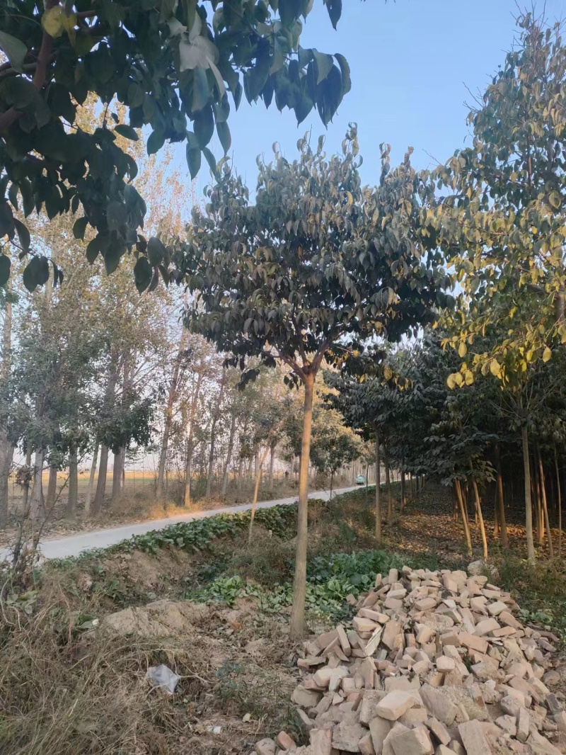 山东杜仲树苗基地直供现挖现发好养耐活规格齐全品质保证