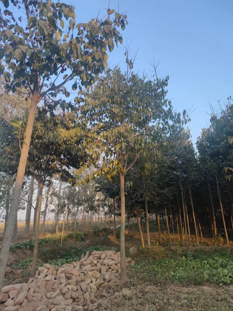 山东杜仲树苗基地直供现挖现发好养耐活规格齐全品质保证