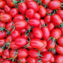 辽宁葫芦岛小番茄千玺圣女果品类齐全欢迎进店咨询