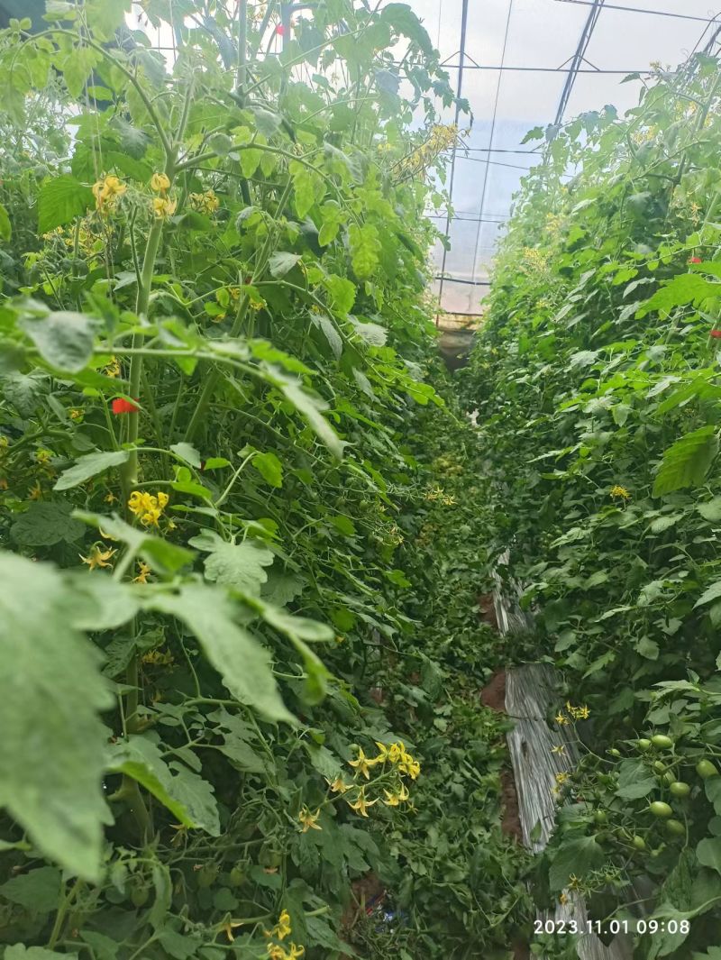 辽宁小番茄千玺圣女果，红果黄果品类齐全，价格实惠