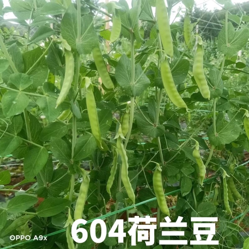 604荷兰豆种子，大荚荷兰豆种子，香甜脆嫩，荚大肉厚