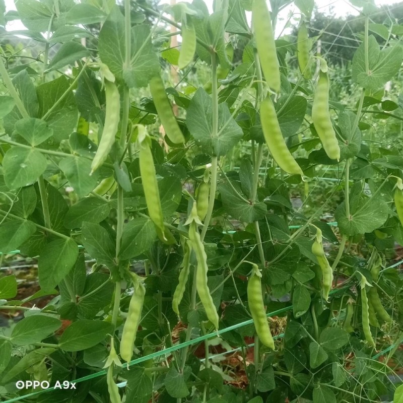 604荷兰豆种子，大荚荷兰豆种子，香甜脆嫩，荚大肉厚