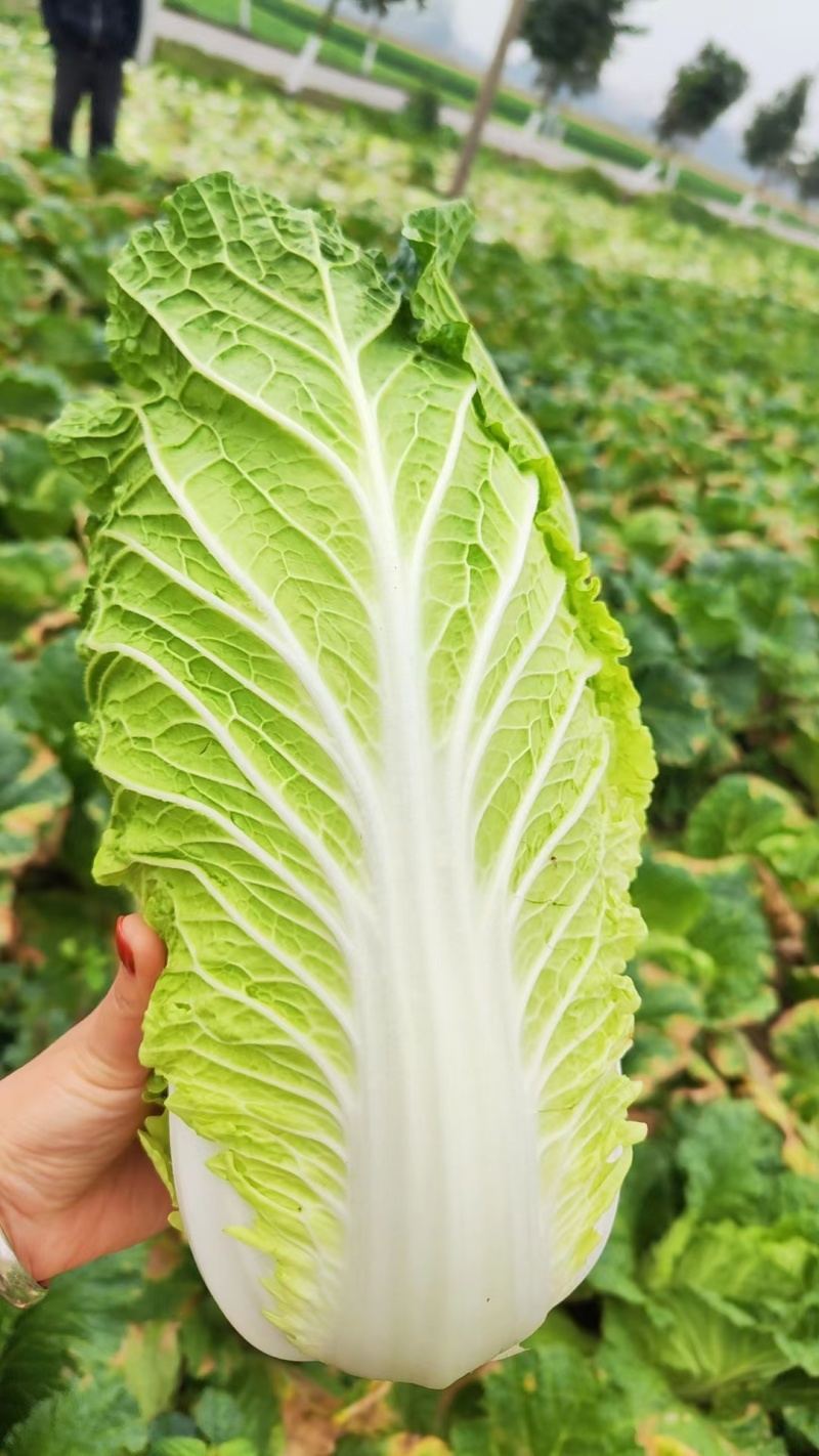 湖北大白菜/黄心白菜大小均匀卖相很好欢迎选购等您来电咨询