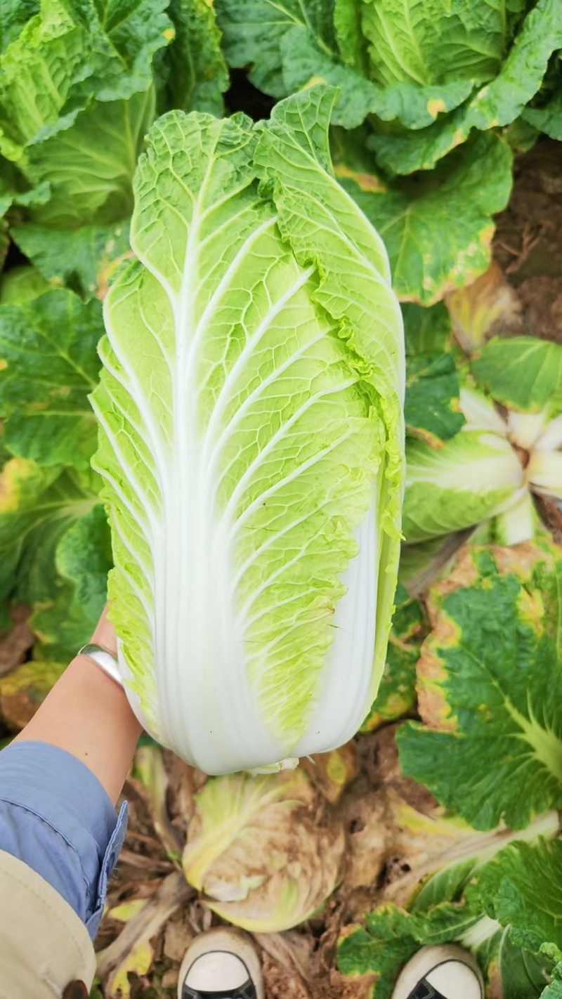 湖北大白菜/黄心白菜大小均匀卖相很好欢迎选购等您来电咨询