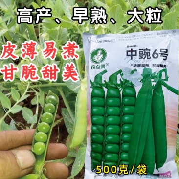 甜脆豌豆种子中碗六号农家四季种植长寿豌豆仁甜豆蔬菜籽