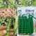 甜脆豌豆种子中碗六号农家四季种植长寿豌豆仁甜豆蔬菜籽