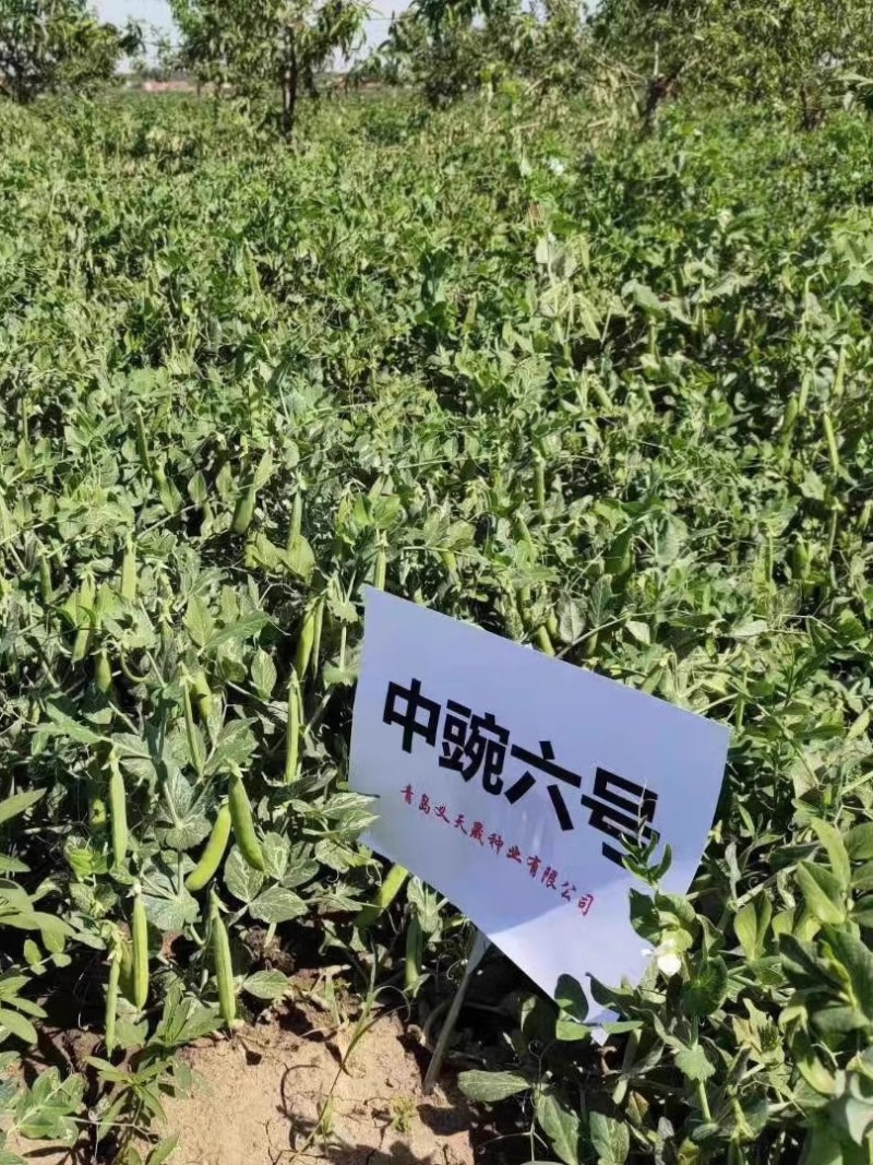 甜脆豌豆种子中碗六号农家四季种植长寿豌豆仁甜豆蔬菜籽