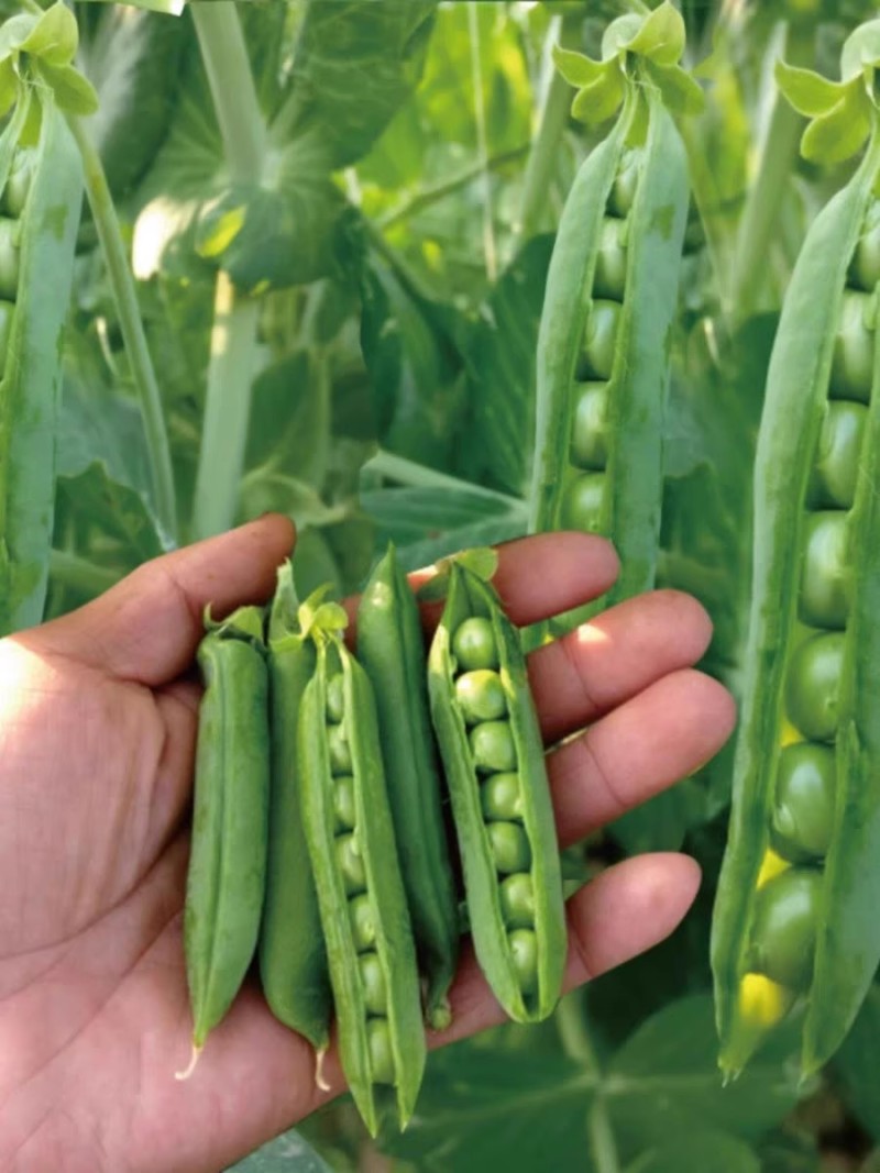 甜脆豌豆种子中碗六号农家四季种植长寿豌豆仁甜豆蔬菜籽