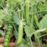 甜脆豌豆种子中碗六号农家四季种植长寿豌豆仁甜豆蔬菜籽