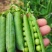 甜脆豌豆种子中碗六号农家四季种植长寿豌豆仁甜豆蔬菜籽
