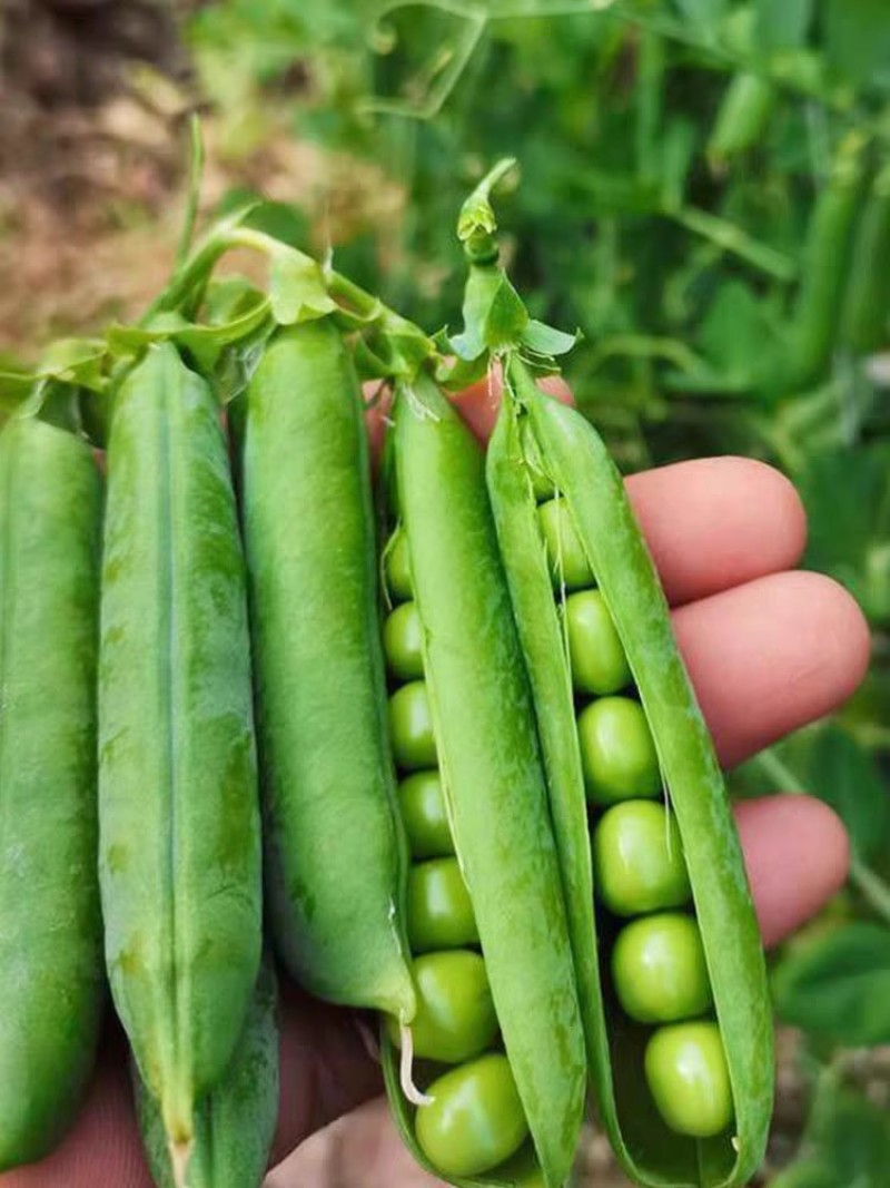 甜脆豌豆种子中碗六号农家四季种植长寿豌豆仁甜豆蔬菜籽
