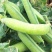 甜脆豌豆种子中碗六号农家四季种植长寿豌豆仁甜豆蔬菜籽