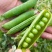 甜脆豌豆种子中碗六号农家四季种植长寿豌豆仁甜豆蔬菜籽