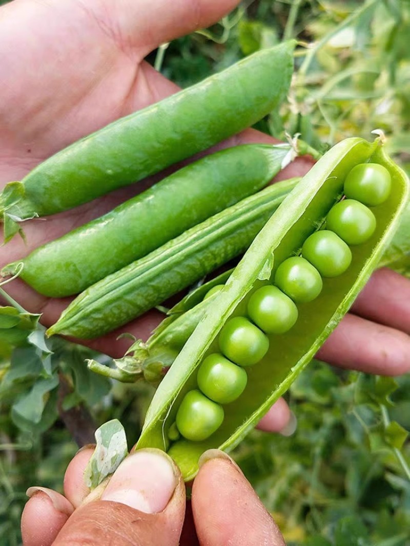 甜脆豌豆种子中碗六号农家四季种植长寿豌豆仁甜豆蔬菜籽