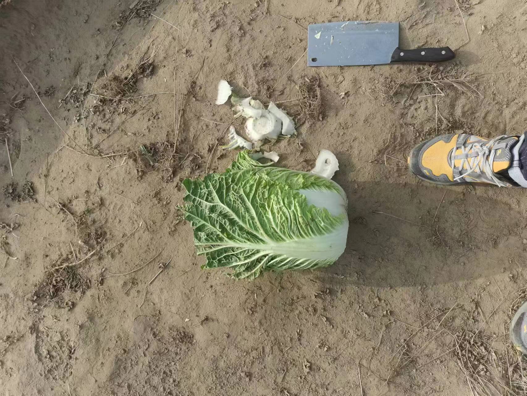 黄心白菜烹饪过程图