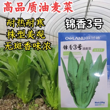 高品质油麦菜种子籽欧兰德锦香3号耐热耐寒耐湿四季油麦菜