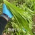 高品质油麦菜种子籽欧兰德锦香3号耐热耐寒耐湿四季油麦菜