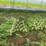 高品质油麦菜种子籽欧兰德锦香3号耐热耐寒耐湿四季油麦菜