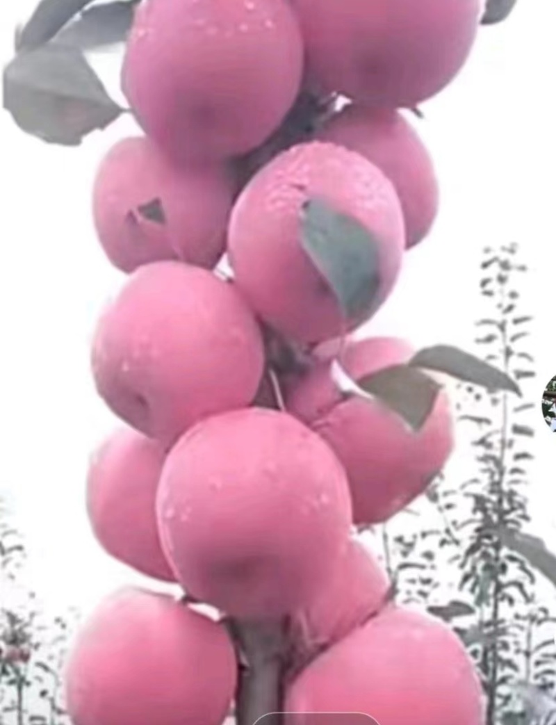 精选瑞雪苹果苗产地直发货源充足保质保量欢迎致电